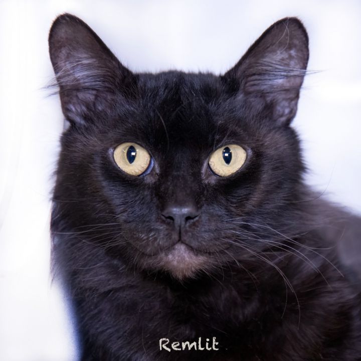 Remlit, an adoptable Domestic Long Hair in Hot Springs Village, AR_image-1