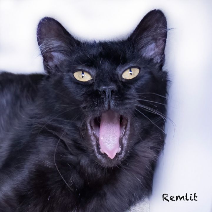 Remlit, an adoptable Domestic Long Hair in Hot Springs Village, AR_image-2