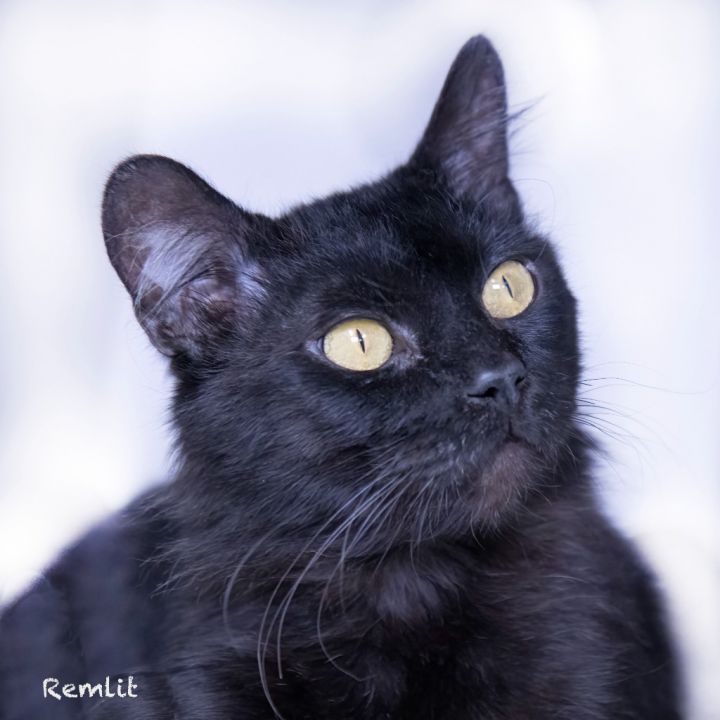 Remlit, an adoptable Domestic Long Hair in Hot Springs Village, AR_image-3