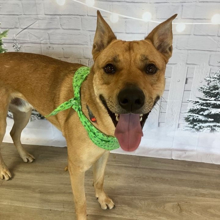 Dude, an adoptable Shepherd Mix in Marion, OH_image-1