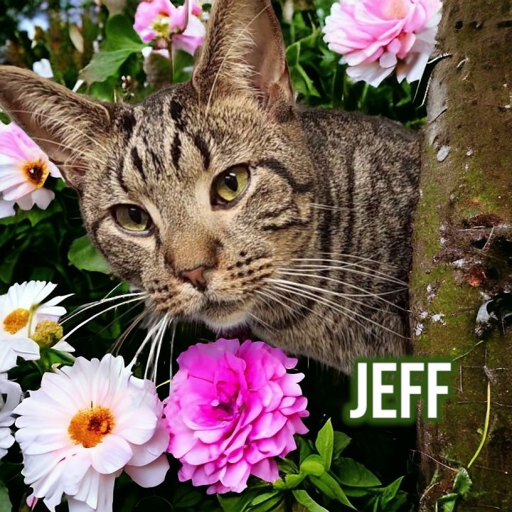 Jeff 1