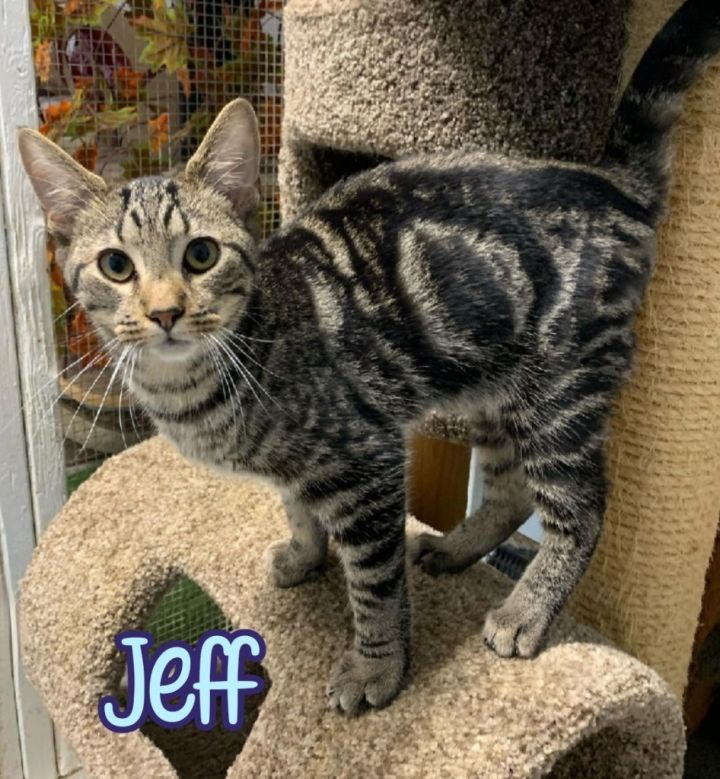 Jeff, an adoptable Domestic Short Hair in Port Clinton, OH_image-2