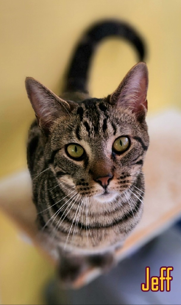 Jeff, an adoptable Domestic Short Hair in Port Clinton, OH_image-3