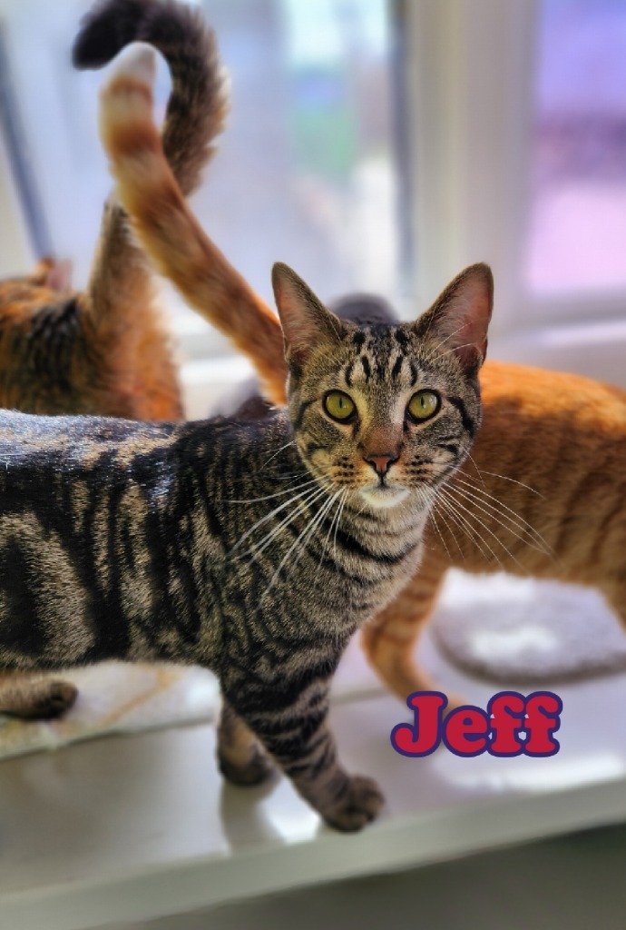 Jeff, an adoptable Domestic Short Hair in Port Clinton, OH_image-4