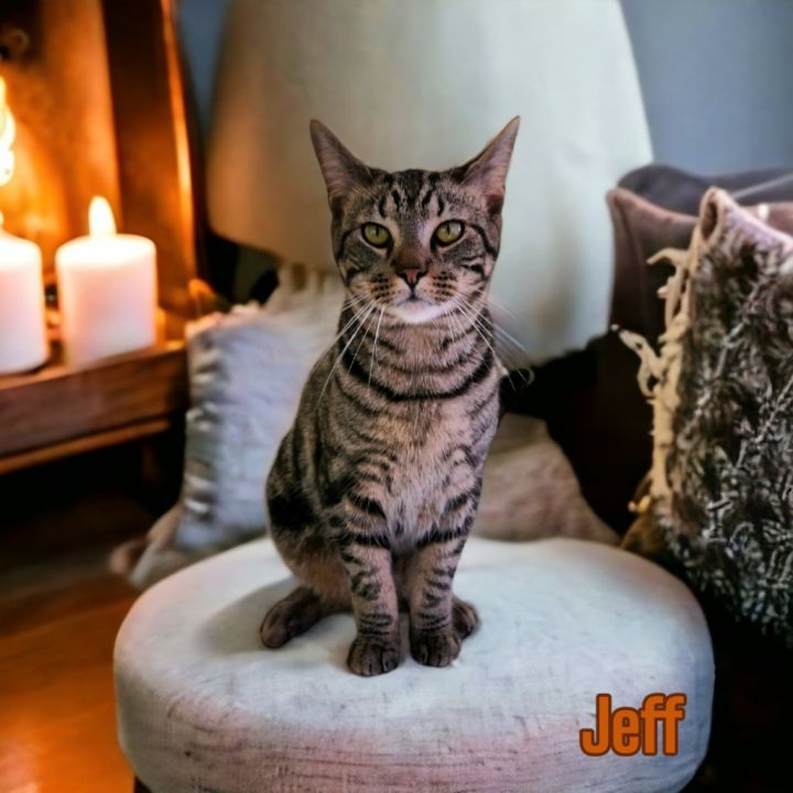 Jeff, an adoptable Domestic Short Hair in Port Clinton, OH_image-6