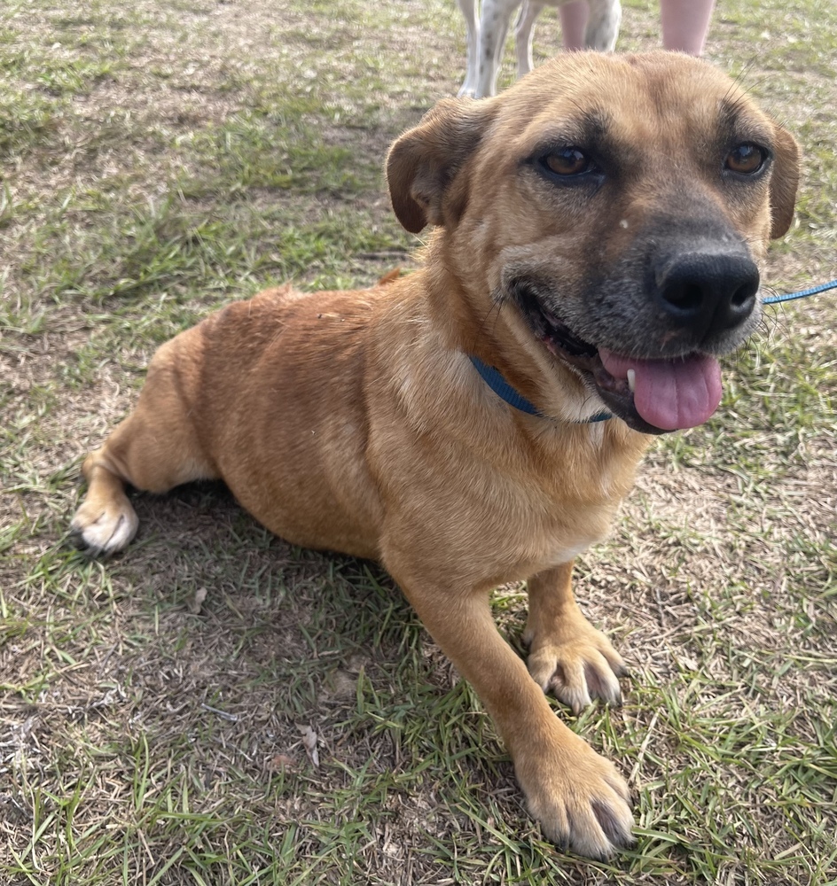 Dog for adoption - Paisley, a Dachshund Mix in Troy, AL | Petfinder