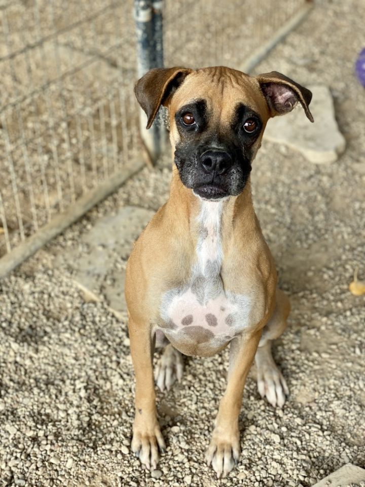 Morgana, an adoptable Boxer in Hewitt, TX_image-1