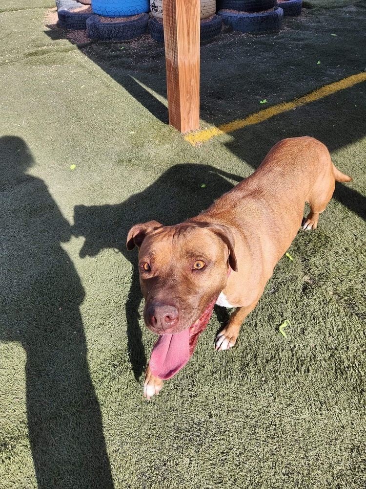 Carmen, an adoptable Staffordshire Bull Terrier in Denver, CO, 80220 | Photo Image 1