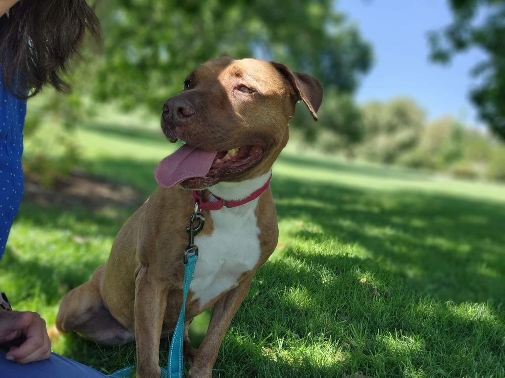 Carmen, an adoptable Staffordshire Bull Terrier in Denver, CO, 80220 | Photo Image 2