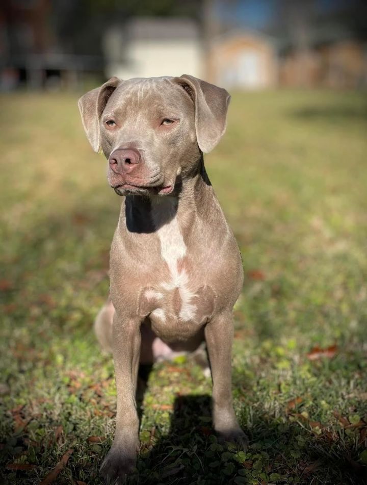 American weimaraner best sale