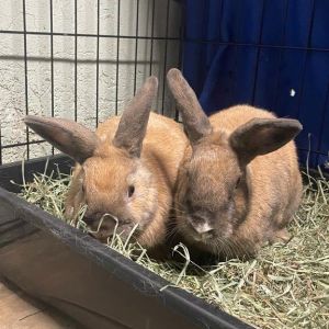 Las Vegas House Rabbit Sanctuary