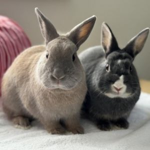 Annie and Clara Netherland Dwarf Rabbit