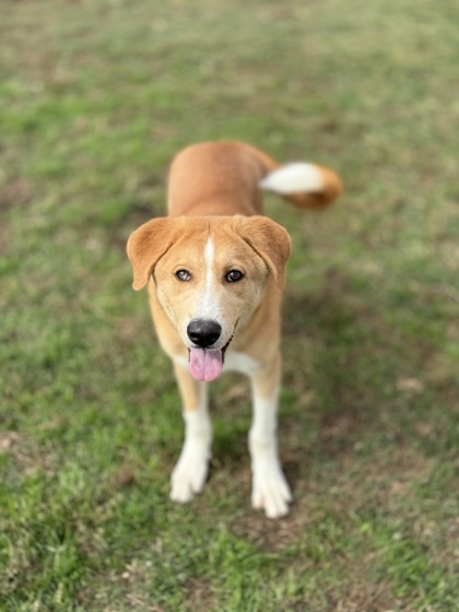 Bato, an adoptable Labrador Retriever Mix in Irving, TX_image-2