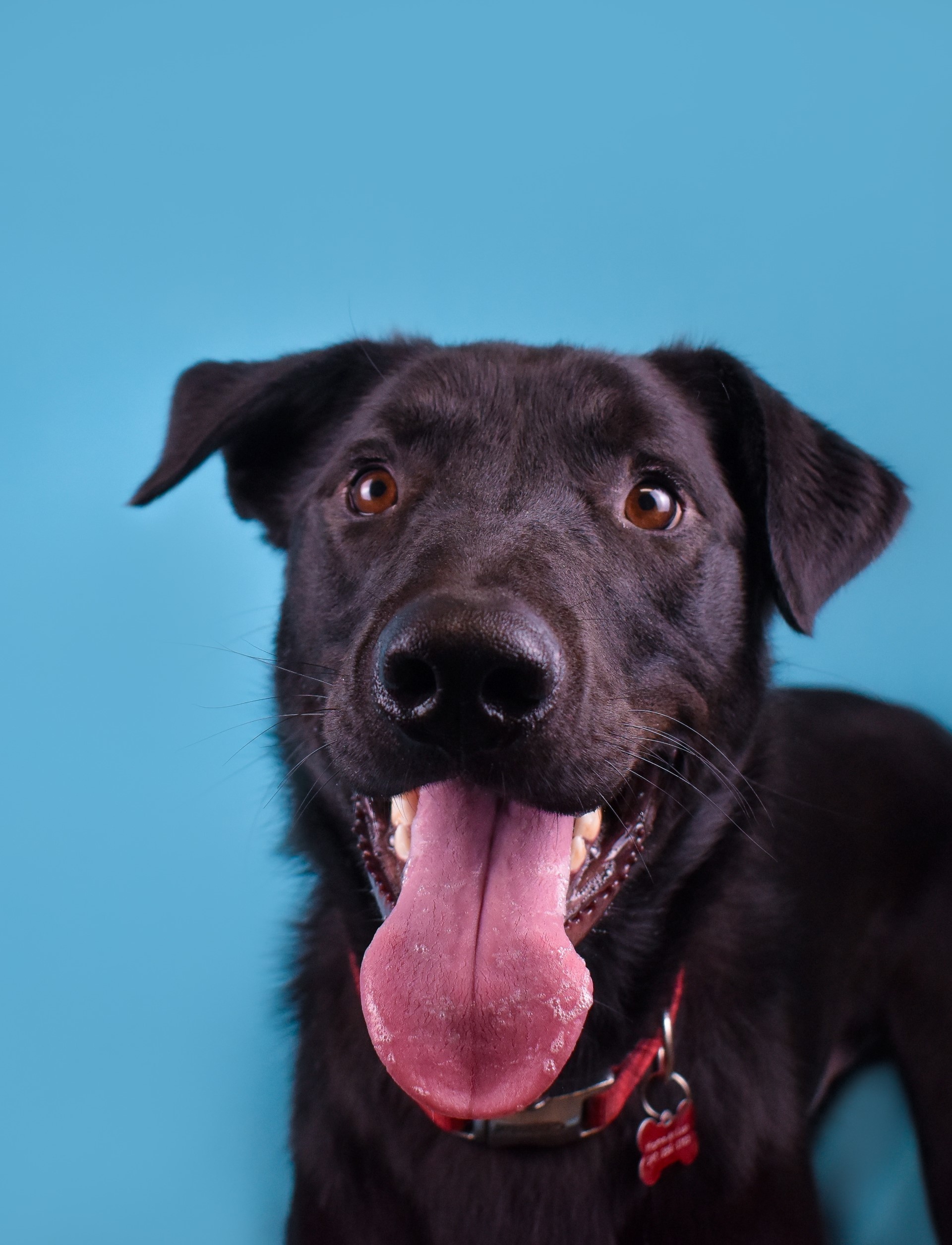Lenny, an adoptable Mixed Breed in The Dalles, OR, 97058 | Photo Image 1