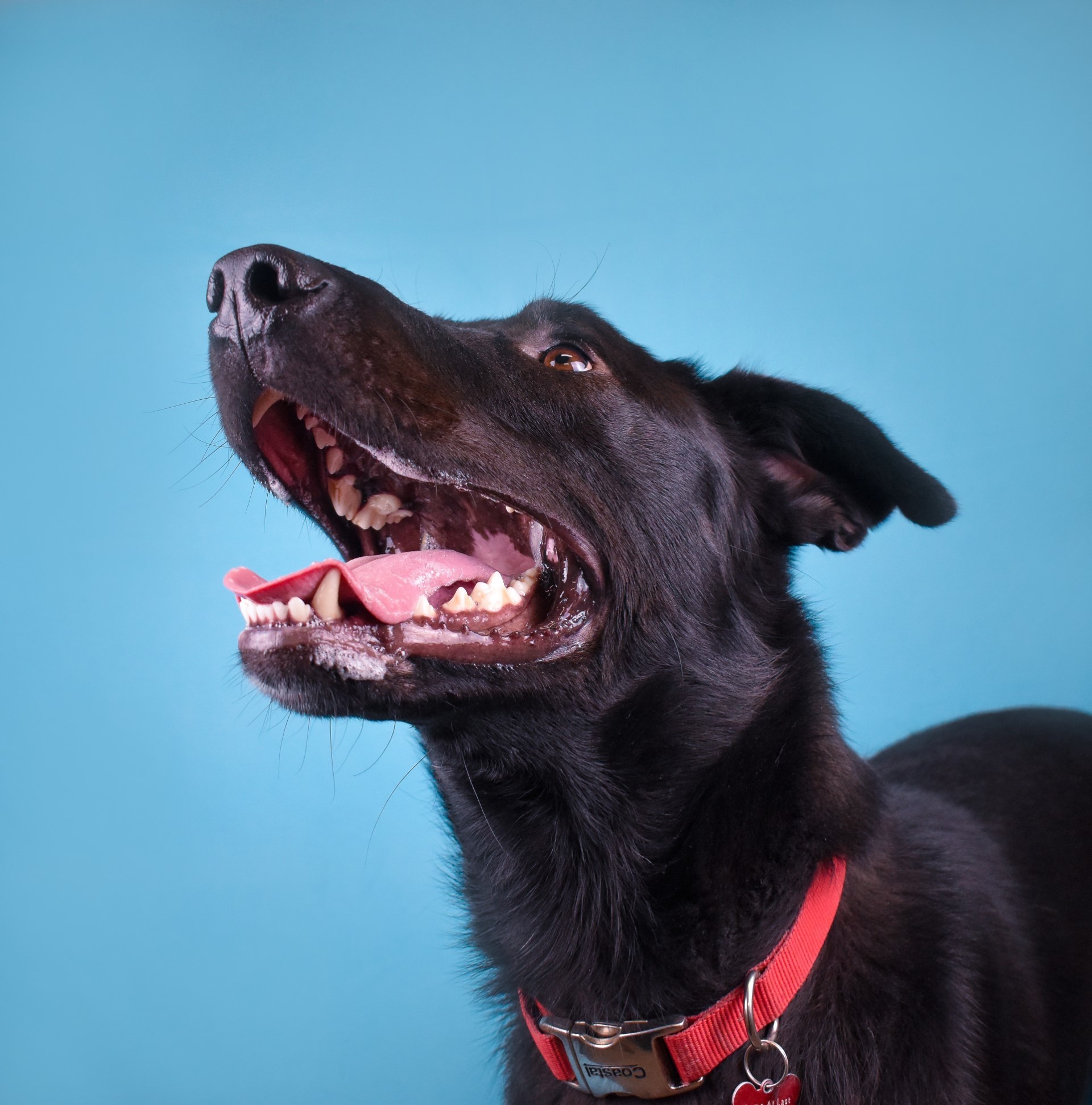 Lenny, an adoptable Mixed Breed in The Dalles, OR, 97058 | Photo Image 5