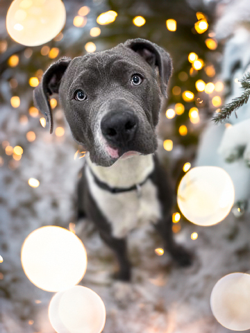 BOBA FETCH, an adoptable Pit Bull Terrier in Brighton, CO_image-1