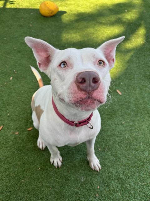SALTY, an adoptable Mixed Breed in Palmetto, FL, 34221 | Photo Image 1