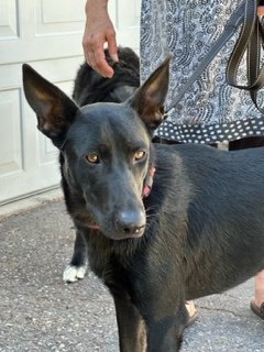 Candi, an adoptable German Shepherd Dog Mix in Polson, MT_image-1