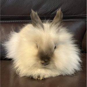 Eloise is a gorgeous sable double maned Lionhead She originally came to us afte