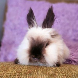 Eloise is a gorgeous sable double maned Lionhead She originally came to us after she was found as a