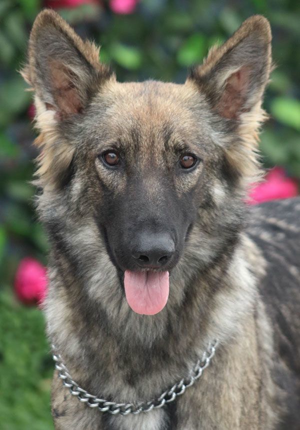 *Zaire von Zarpen , an adoptable German Shepherd Dog in Los Angeles, CA_image-1