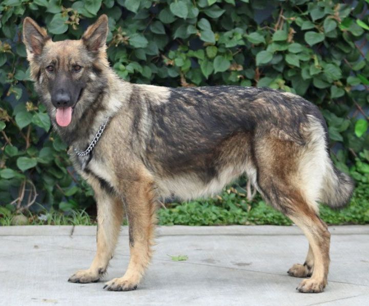 *Zaire von Zarpen , an adoptable German Shepherd Dog in Los Angeles, CA_image-3