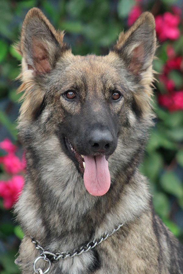 *Zaire von Zarpen , an adoptable German Shepherd Dog in Los Angeles, CA_image-4