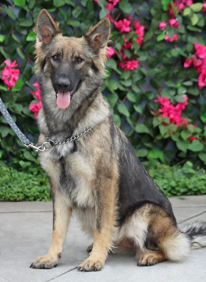 *Zaire von Zarpen , an adoptable German Shepherd Dog in Los Angeles, CA_image-6