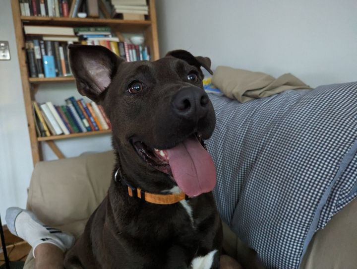 Hurley, an adoptable Black Labrador Retriever Mix in LaFollette, TN_image-1