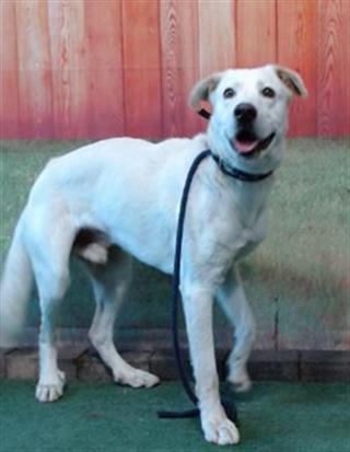 SAILOR, an adoptable Labrador Retriever Mix in Baldwin Park, CA_image-1