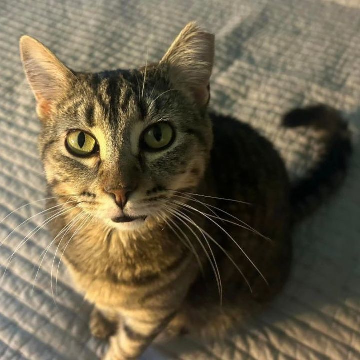 Honey, an adoptable Tabby Mix in Springfield, MO_image-1