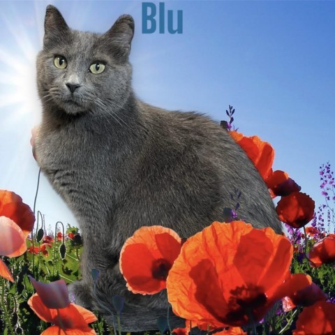 Blu, an adoptable Russian Blue, Domestic Short Hair in Carroll, IA, 51401 | Photo Image 1