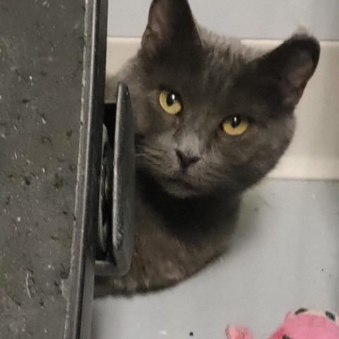 Blu, an adoptable Russian Blue, Domestic Short Hair in Carroll, IA, 51401 | Photo Image 2