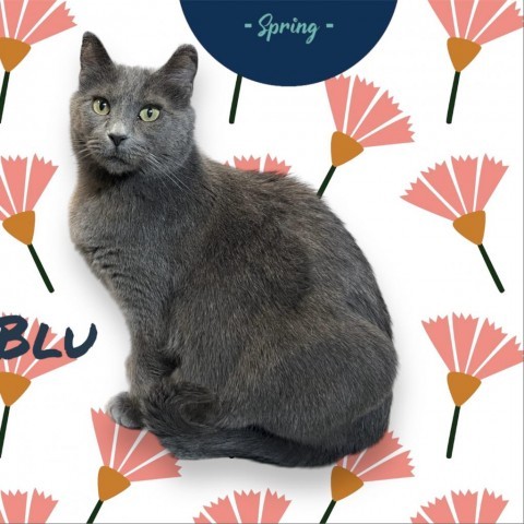 Blu, an adoptable Russian Blue, Domestic Short Hair in Carroll, IA, 51401 | Photo Image 3