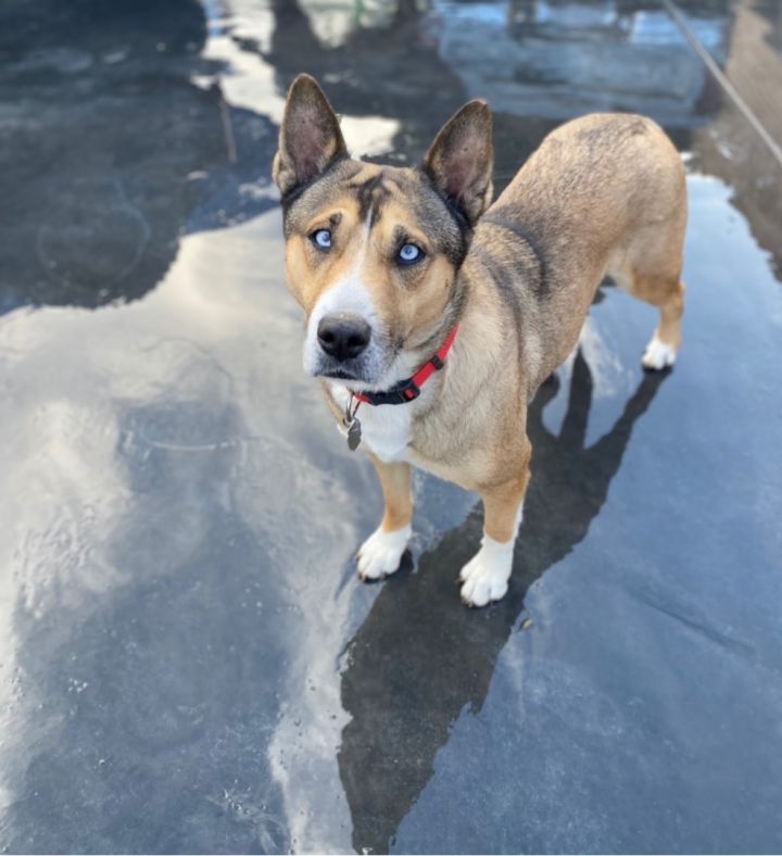 Basenji and 2024 husky mix