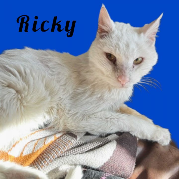 Ricky , an adoptable Domestic Long Hair Mix in Springfield, MO_image-4