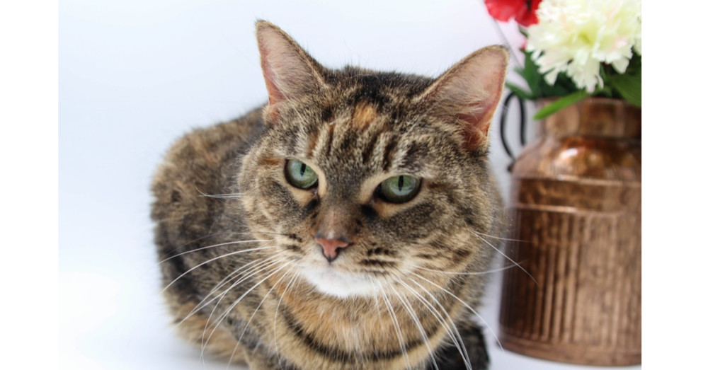 Sunset (Aaron), an adoptable Domestic Short Hair in Muskegon, MI, 49444 | Photo Image 1