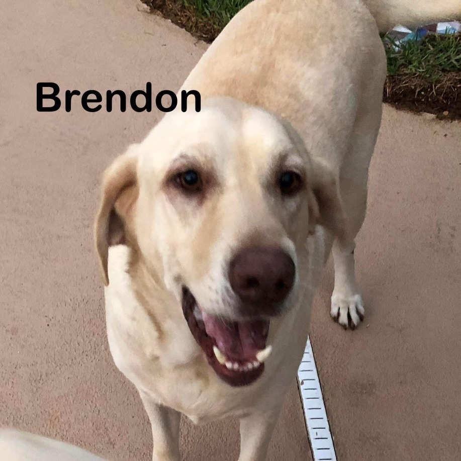 Brendon 
