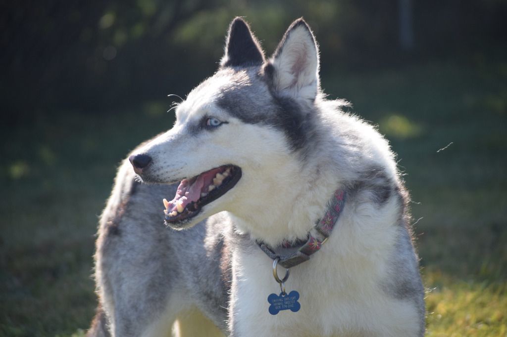 Hollywood Rose, an adoptable Siberian Husky in Tomah, WI, 54660 | Photo Image 1