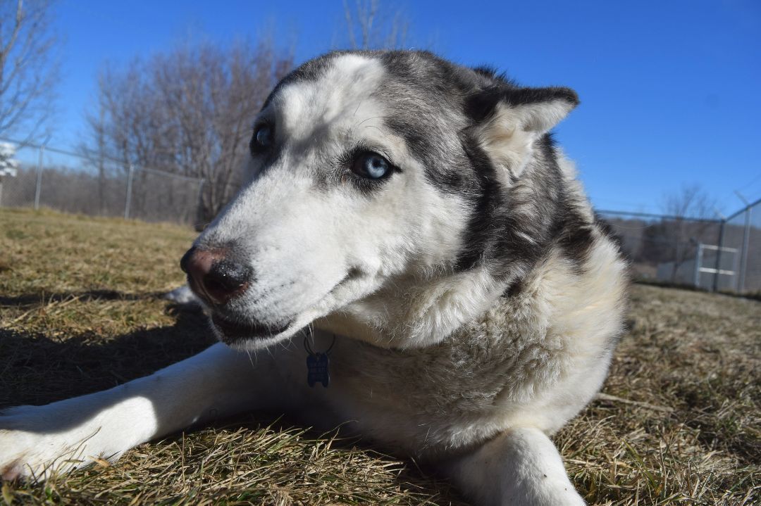 Hollywood Rose, an adoptable Siberian Husky in Tomah, WI, 54660 | Photo Image 2