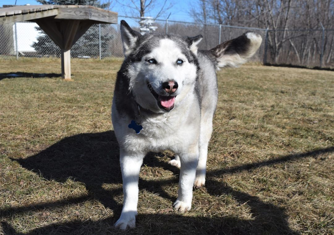 Hollywood Rose, an adoptable Siberian Husky in Tomah, WI, 54660 | Photo Image 3