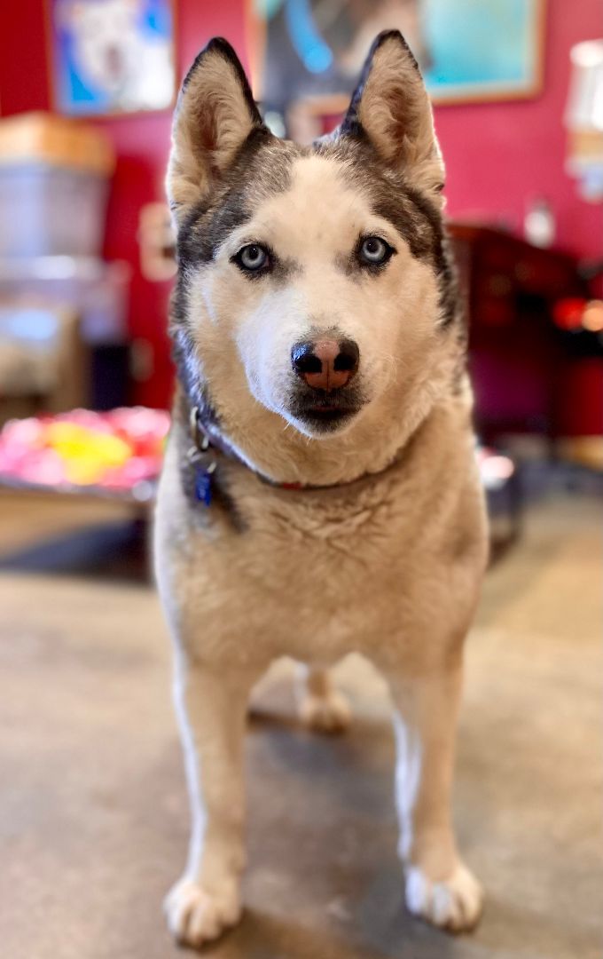 Hollywood Rose, an adoptable Siberian Husky in Tomah, WI, 54660 | Photo Image 4