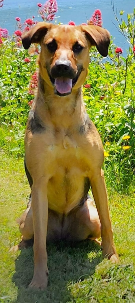 Shira, an adoptable German Shepherd Dog, Labrador Retriever in Gold Beach, OR, 97444 | Photo Image 1