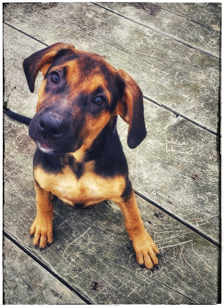 Shilo AKA Shira, an adoptable German Shepherd Dog, Hound in Gold Beach, OR, 97444 | Photo Image 3