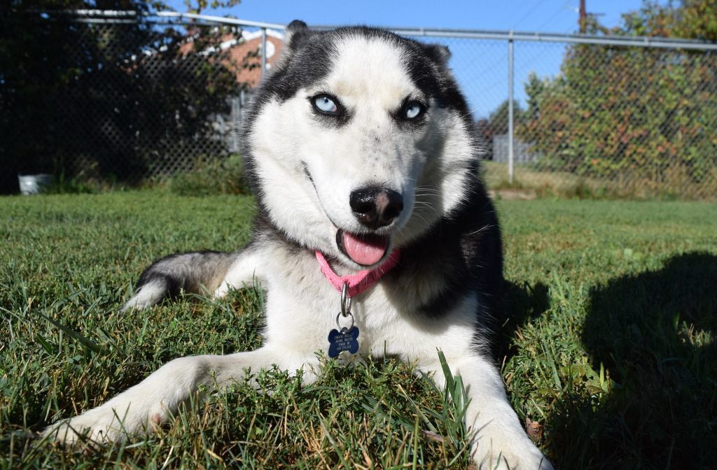 Melrose Ruby, an adoptable Siberian Husky in Tomah, WI, 54660 | Photo Image 2