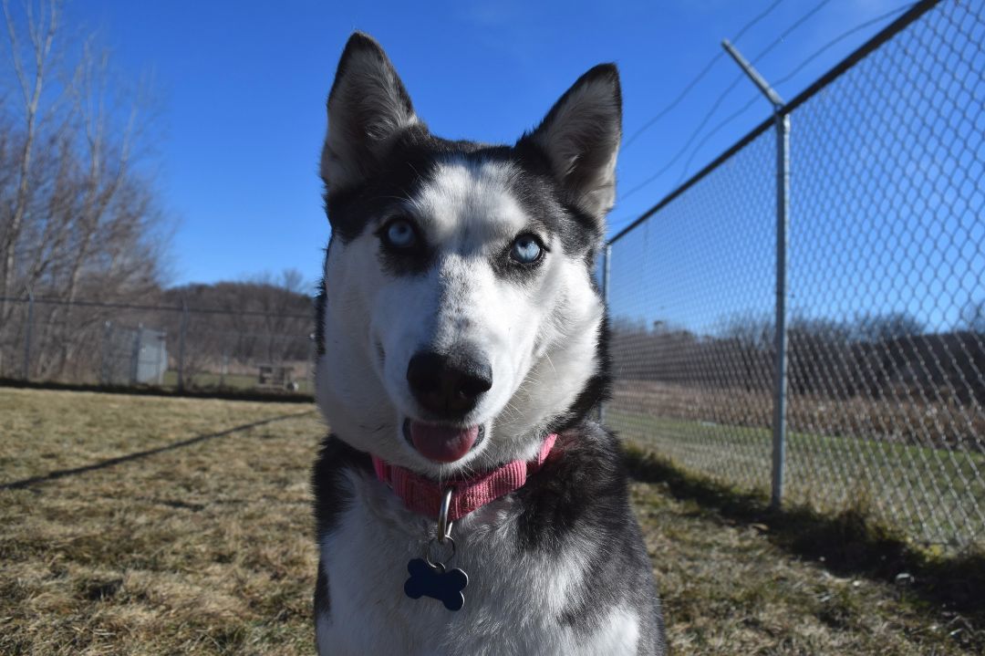 Melrose Ruby, an adoptable Siberian Husky in Tomah, WI, 54660 | Photo Image 1
