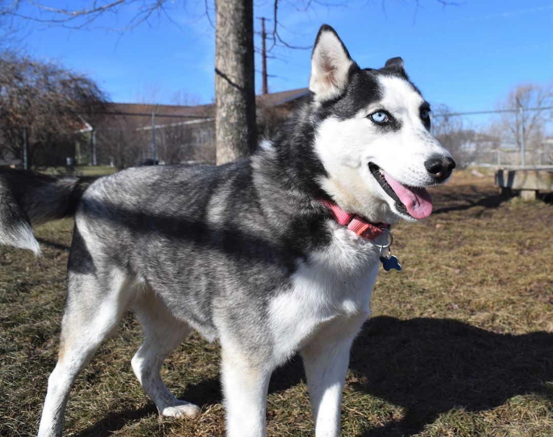 Melrose Ruby, an adoptable Siberian Husky in Tomah, WI, 54660 | Photo Image 3