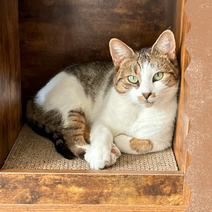 Ginny, an adopted Domestic Short Hair in Brooklyn, NY_image-5