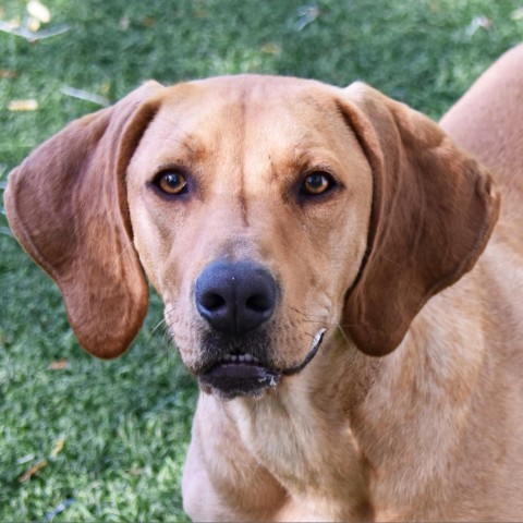 Poncho, an adoptable Vizsla, Redbone Coonhound in Columbus, NC, 28722 | Photo Image 4