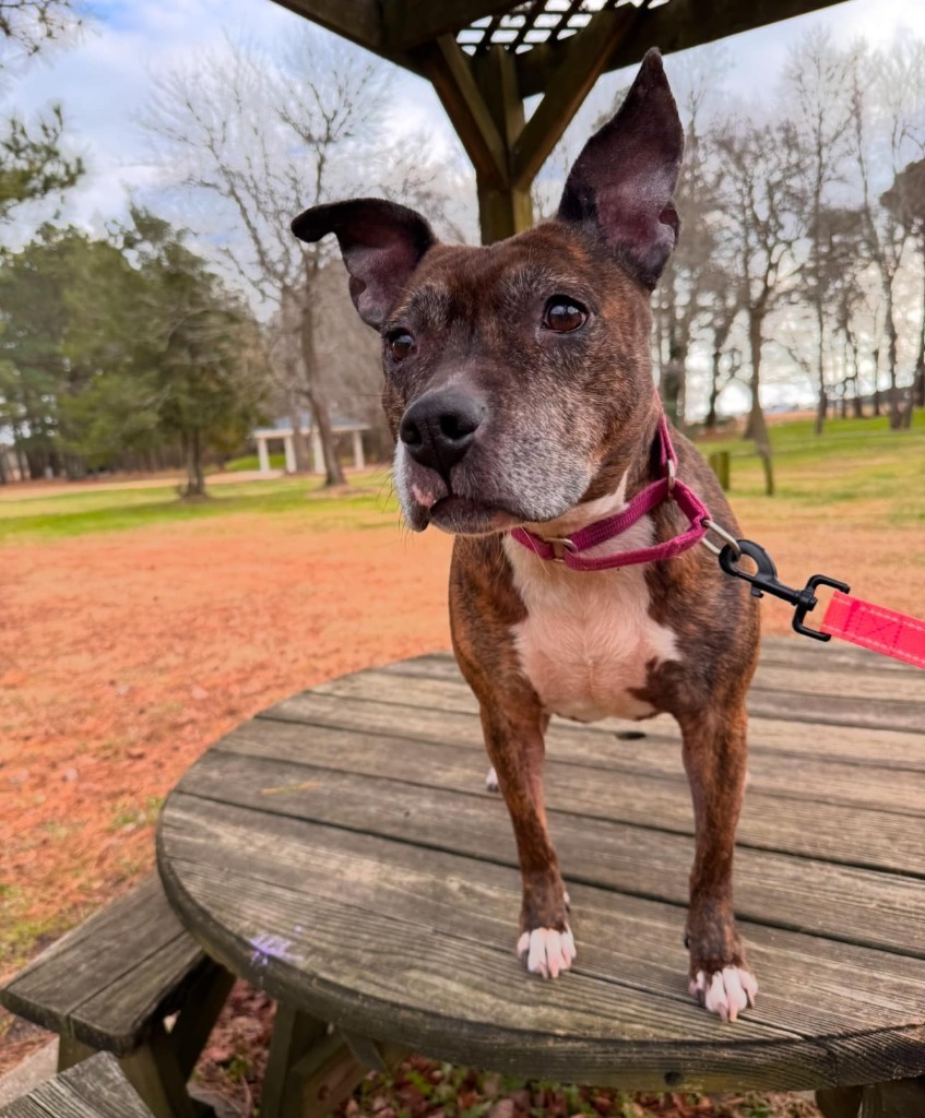 Noodle "Betsy, an adoptable Pit Bull Terrier in Berlin, MD, 21811 | Photo Image 1
